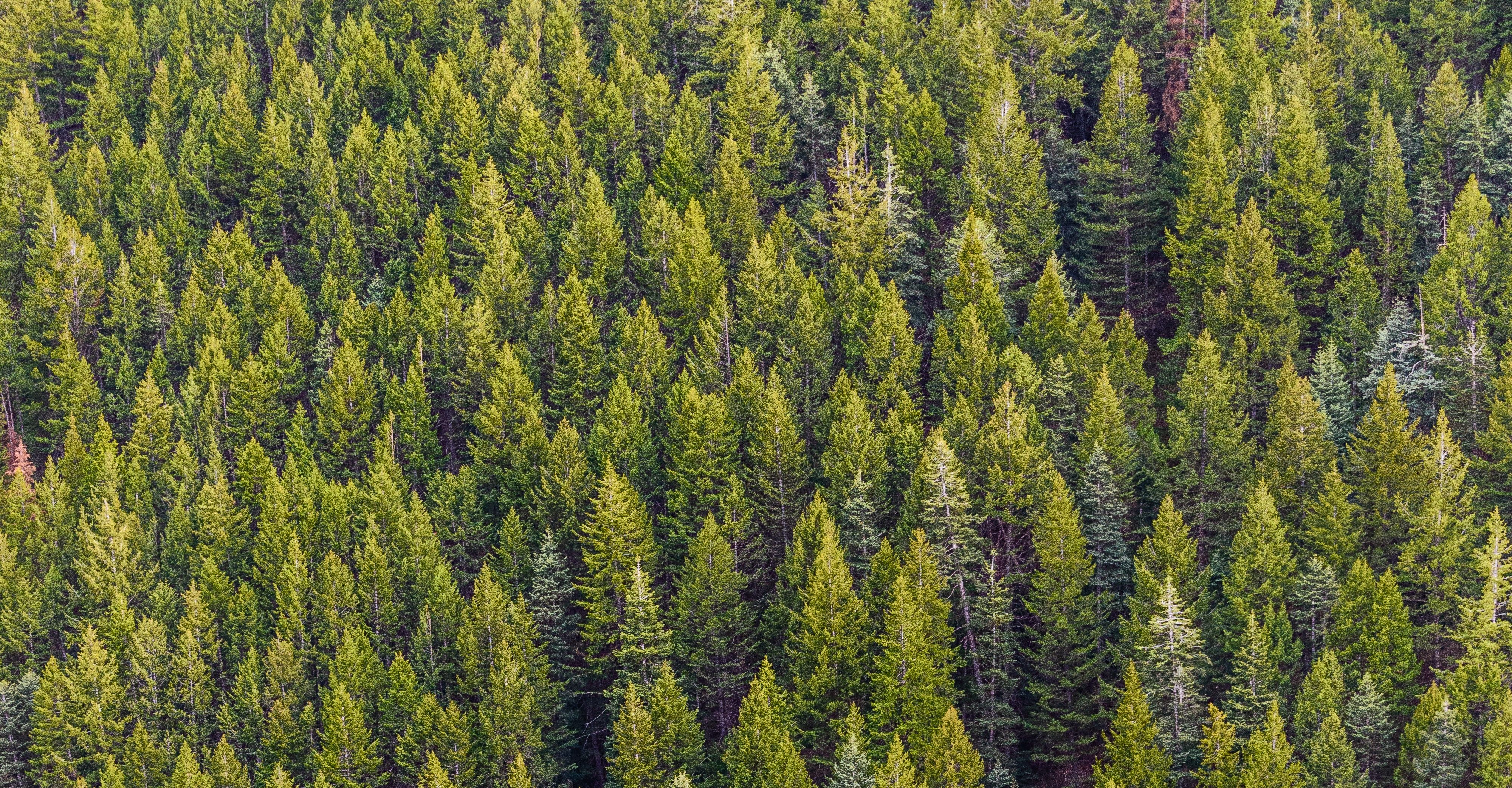 color-conifer-daylight-1179229
