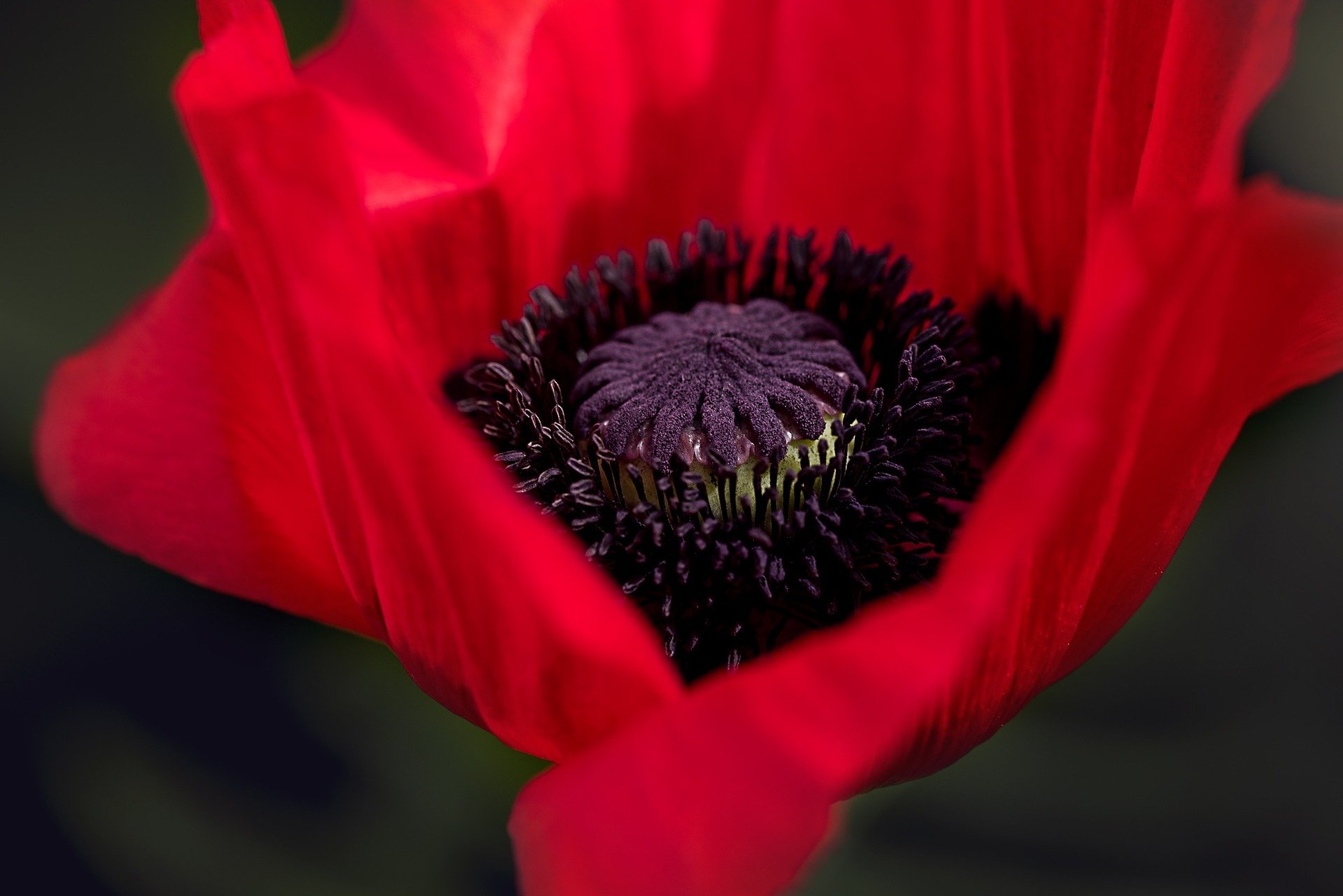 poppy-834203_1920