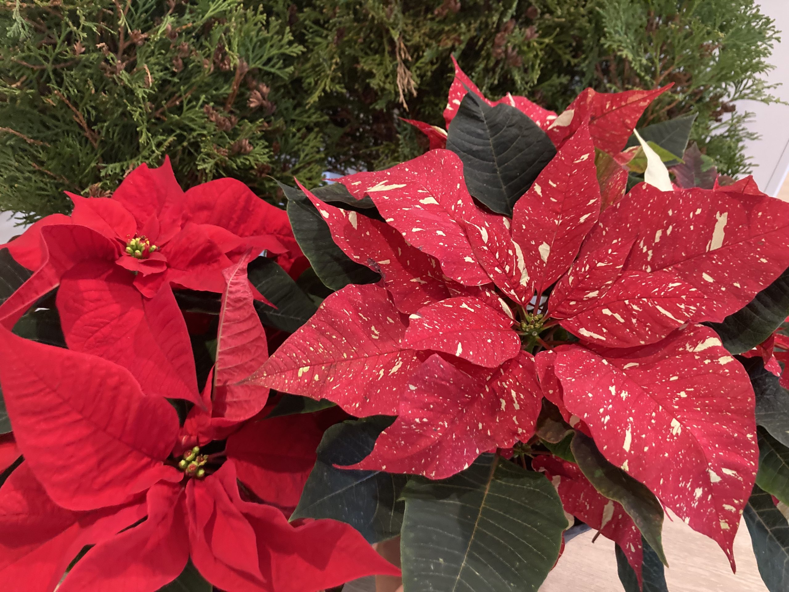 Poinsettia